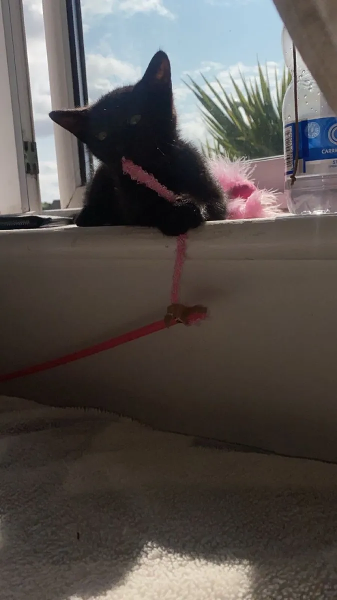 Kitten - Image 1