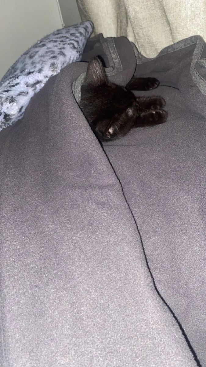 Kitten - Image 2