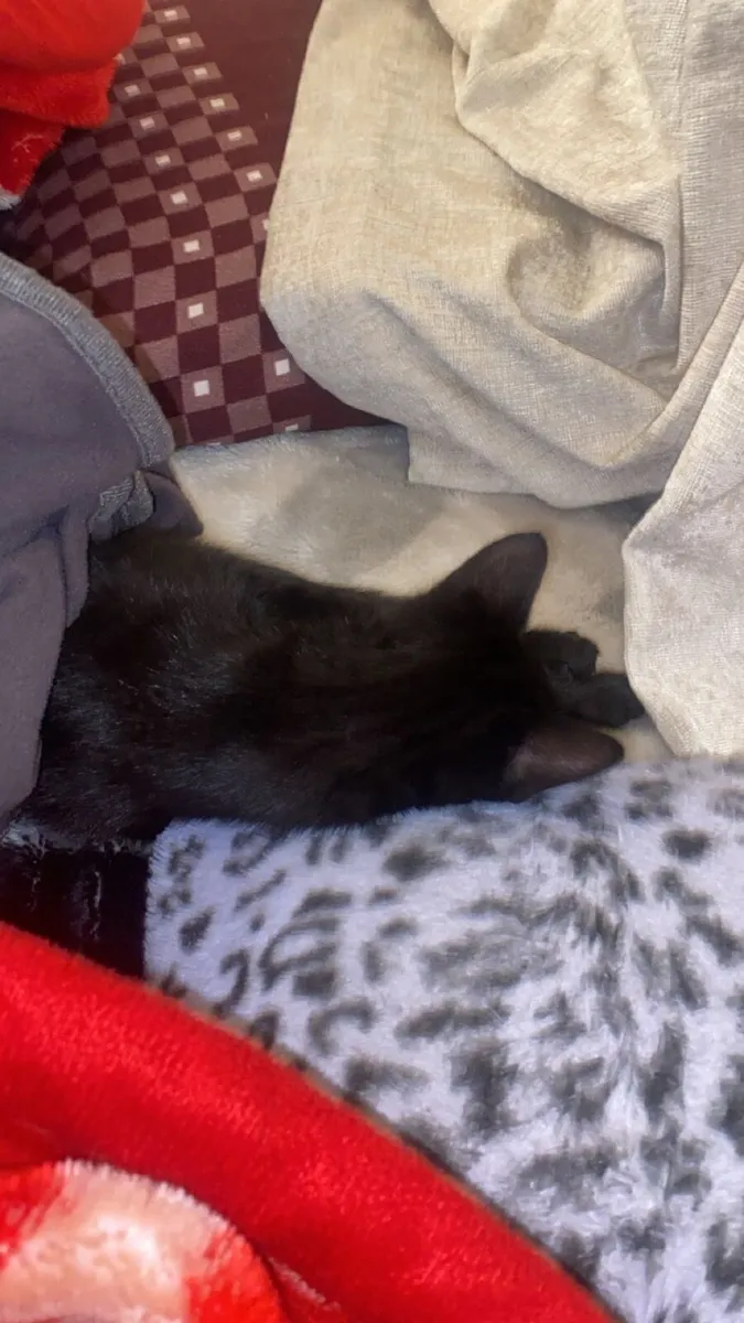 Kitten - Image 3