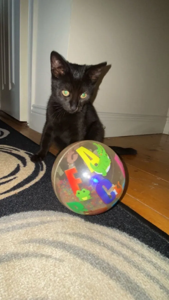 Kitten - Image 4