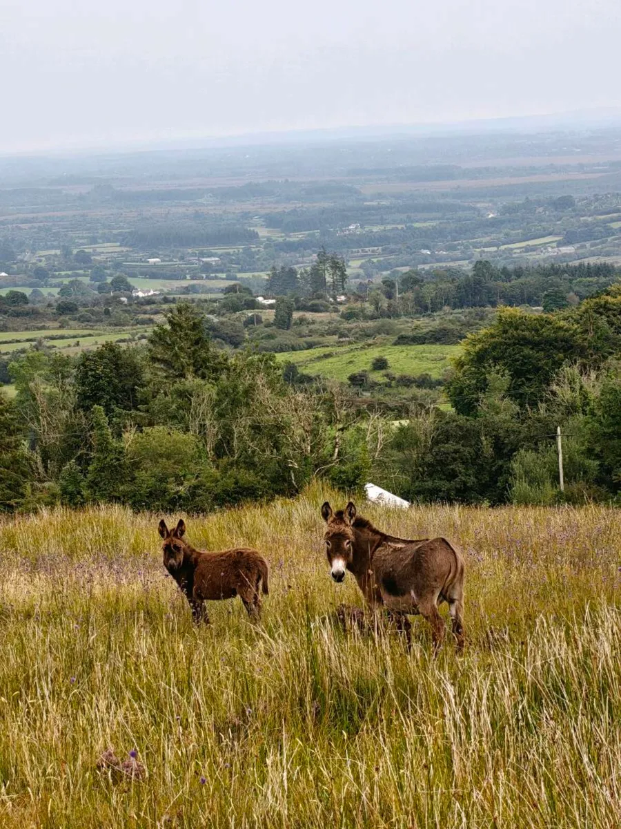 4 Donkeys – 2 Mares in Foal, Stallion & Foal - Image 1