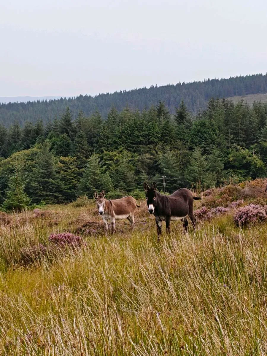 4 Donkeys – 2 Mares in Foal, Stallion & Foal - Image 2