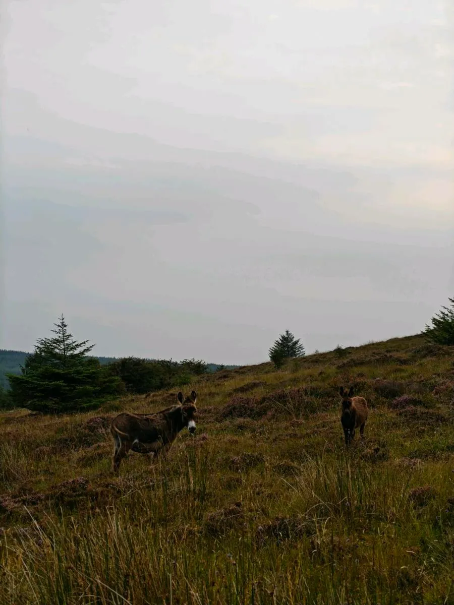 4 Donkeys – 2 Mares in Foal, Stallion & Foal - Image 4