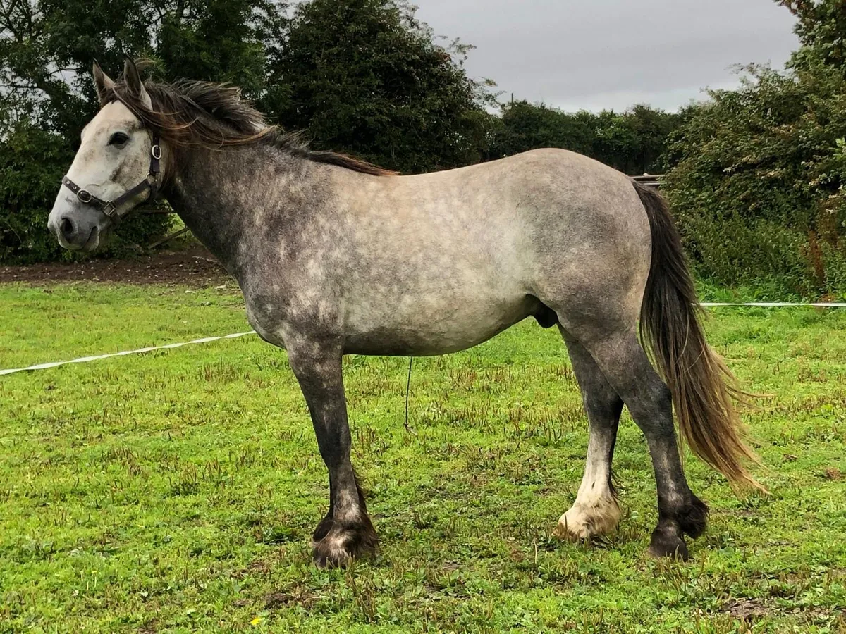 3 year old gelding - Image 2