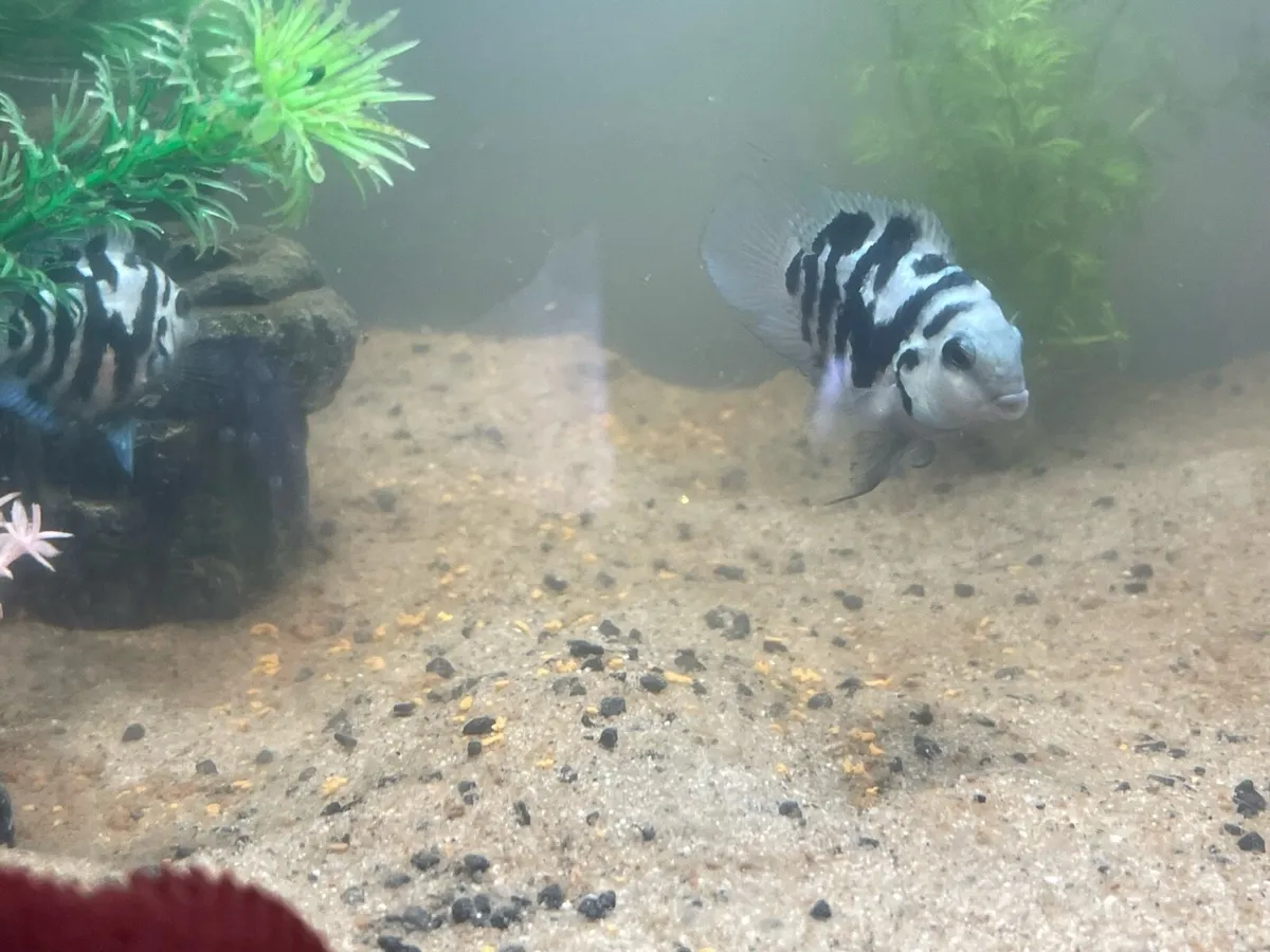 Fish - Image 1