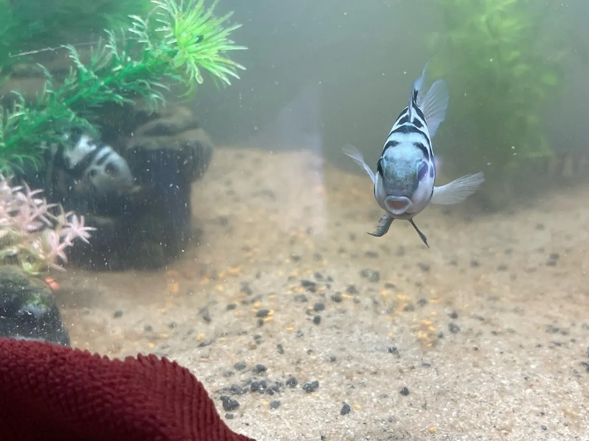 Fish - Image 2