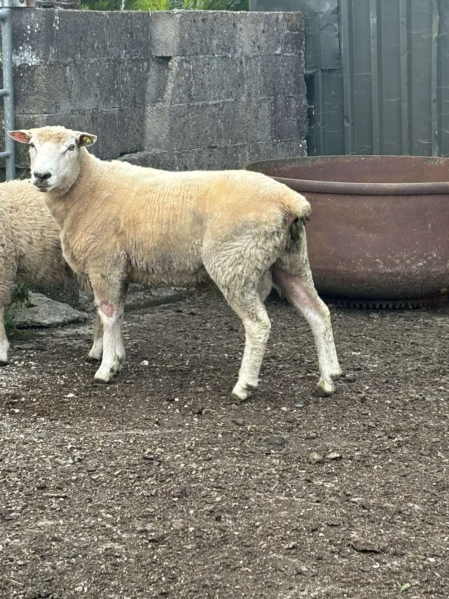 PBR Galway Ram - Image 2