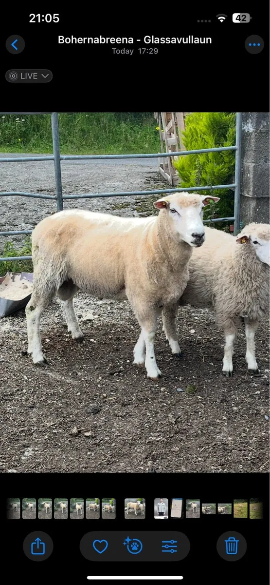 PBR Galway Ram - Image 1