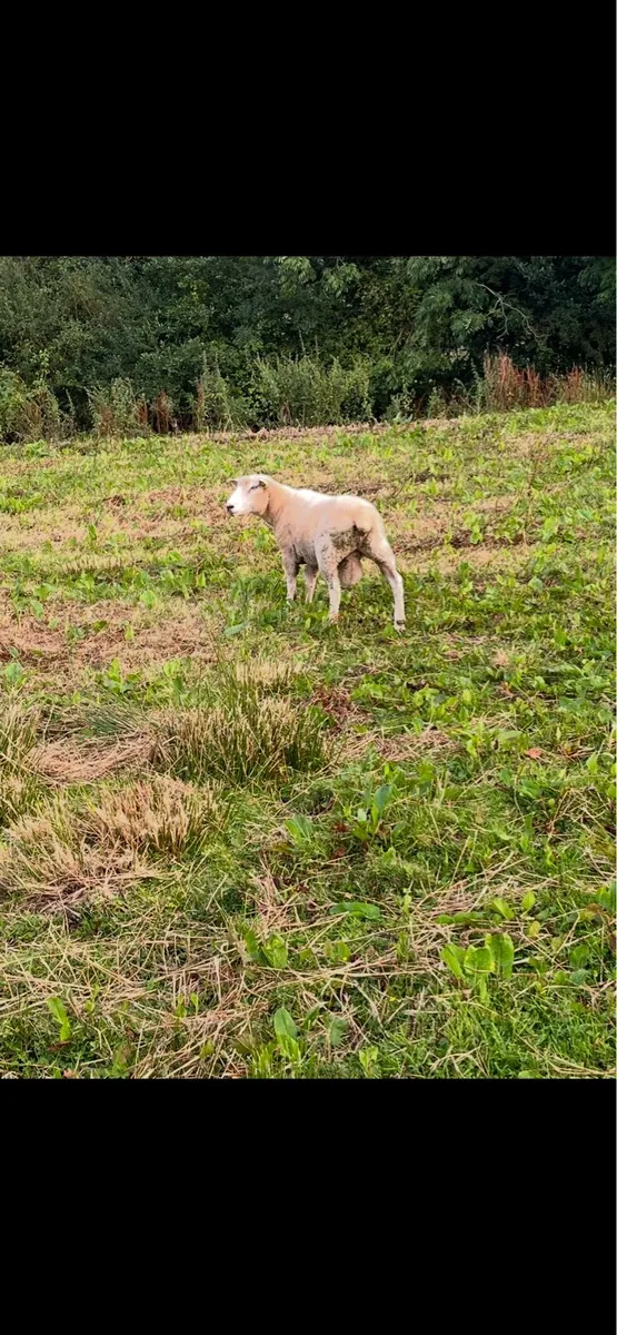 PBR Galway Ram - Image 3