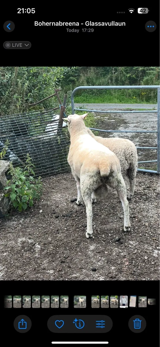 PBR Galway Ram - Image 4