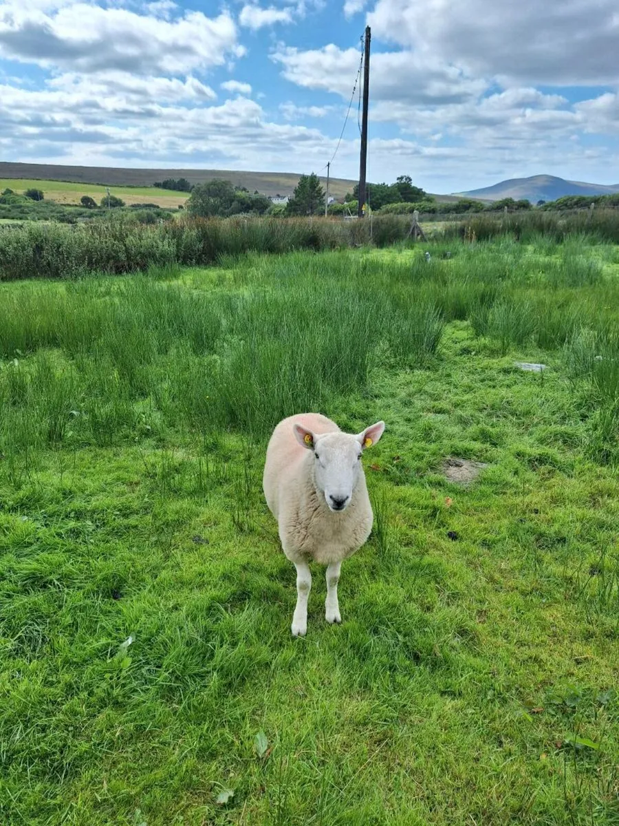 Sheep - Image 2