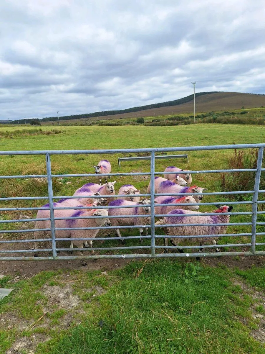 Sheep - Image 1