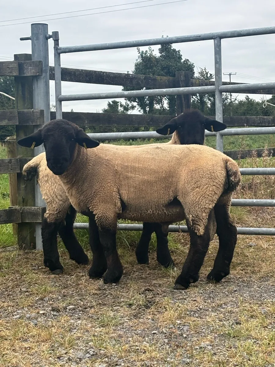 Pedigree Suffolk Hoggets - Image 2
