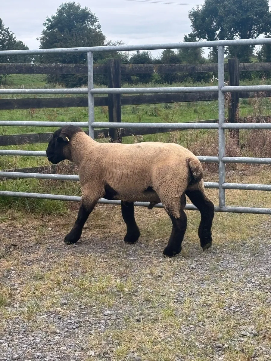 Pedigree Suffolk Hoggets - Image 3