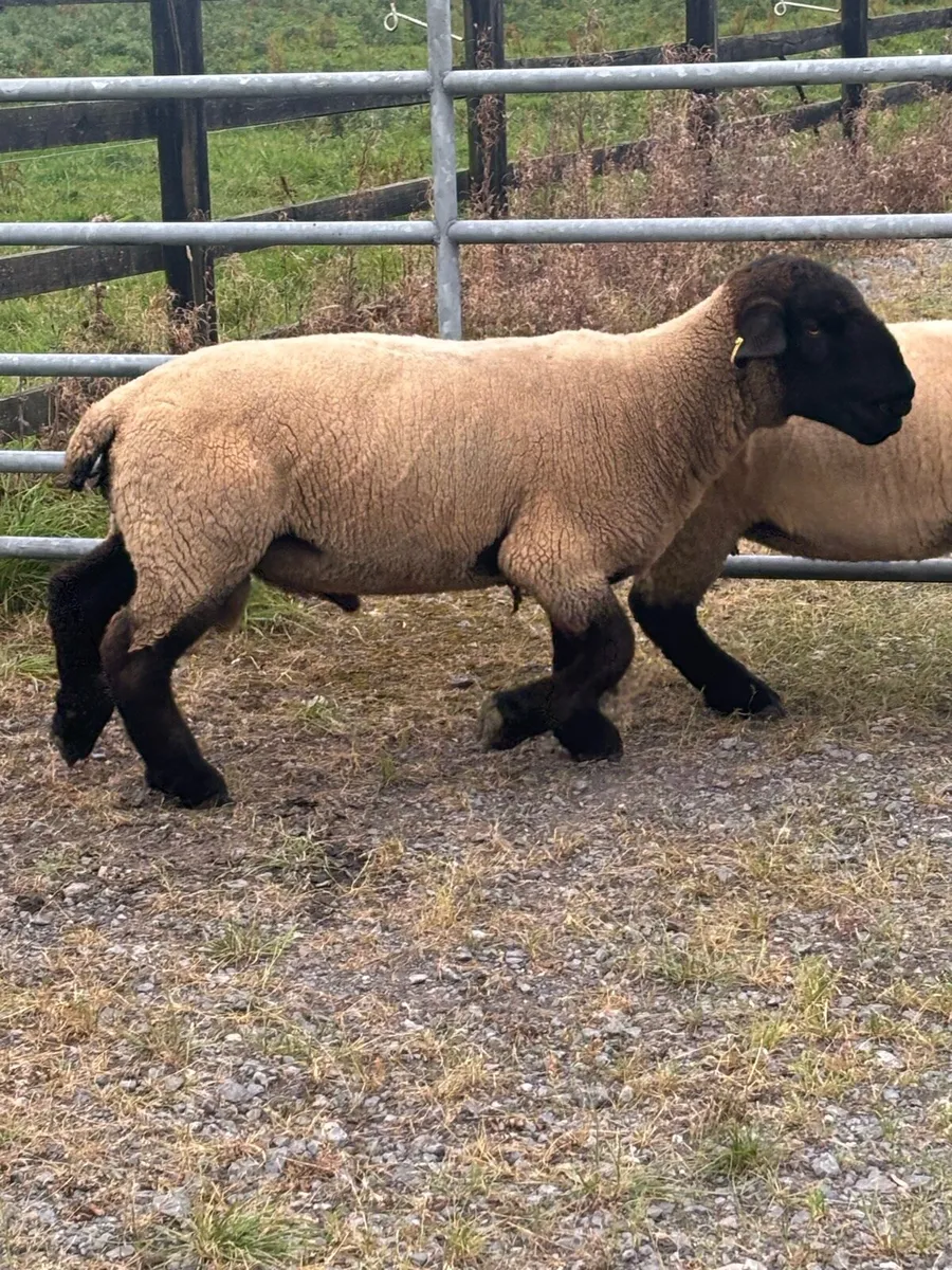 Pedigree Suffolk Hoggets - Image 4
