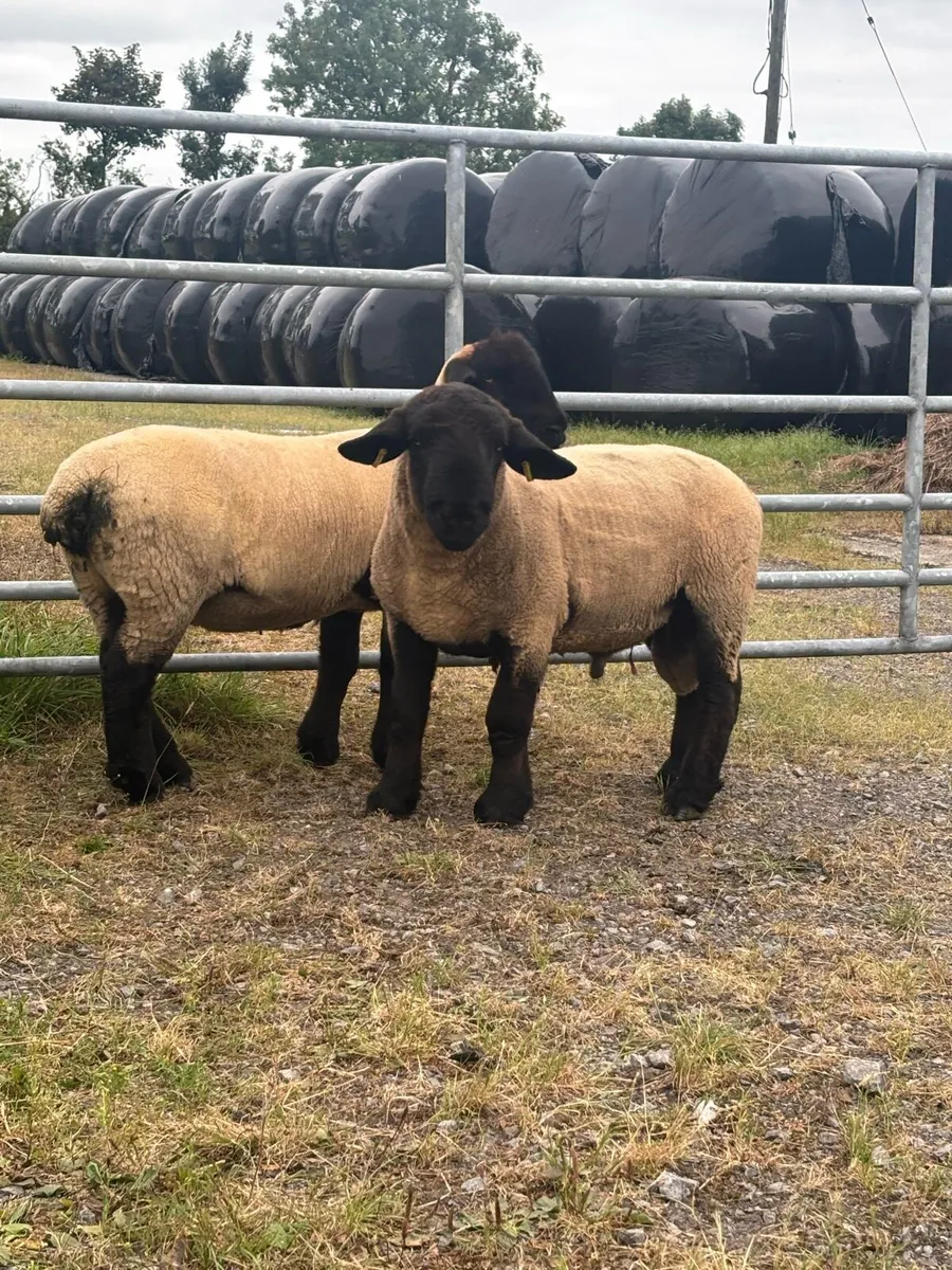 Pedigree Suffolk Hoggets - Image 1