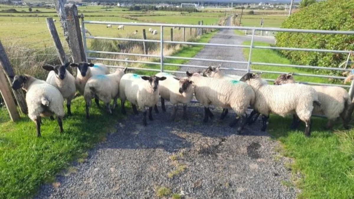 Suffock cross ewe lambs - Image 3