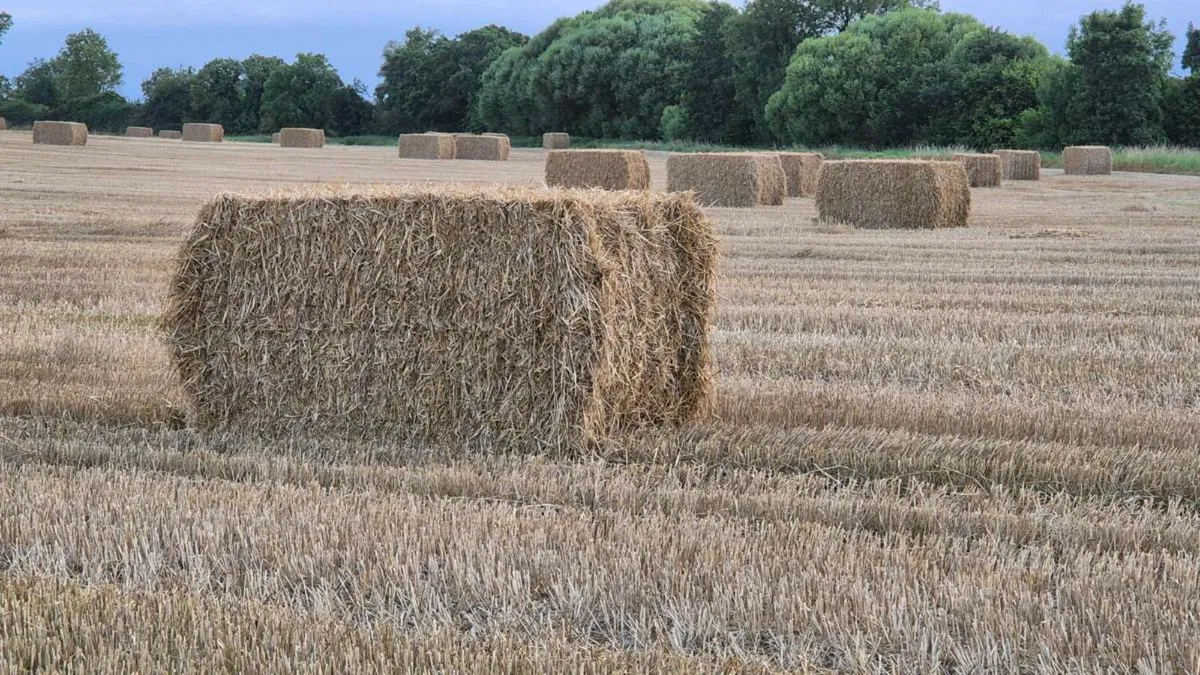 Wheaten straw