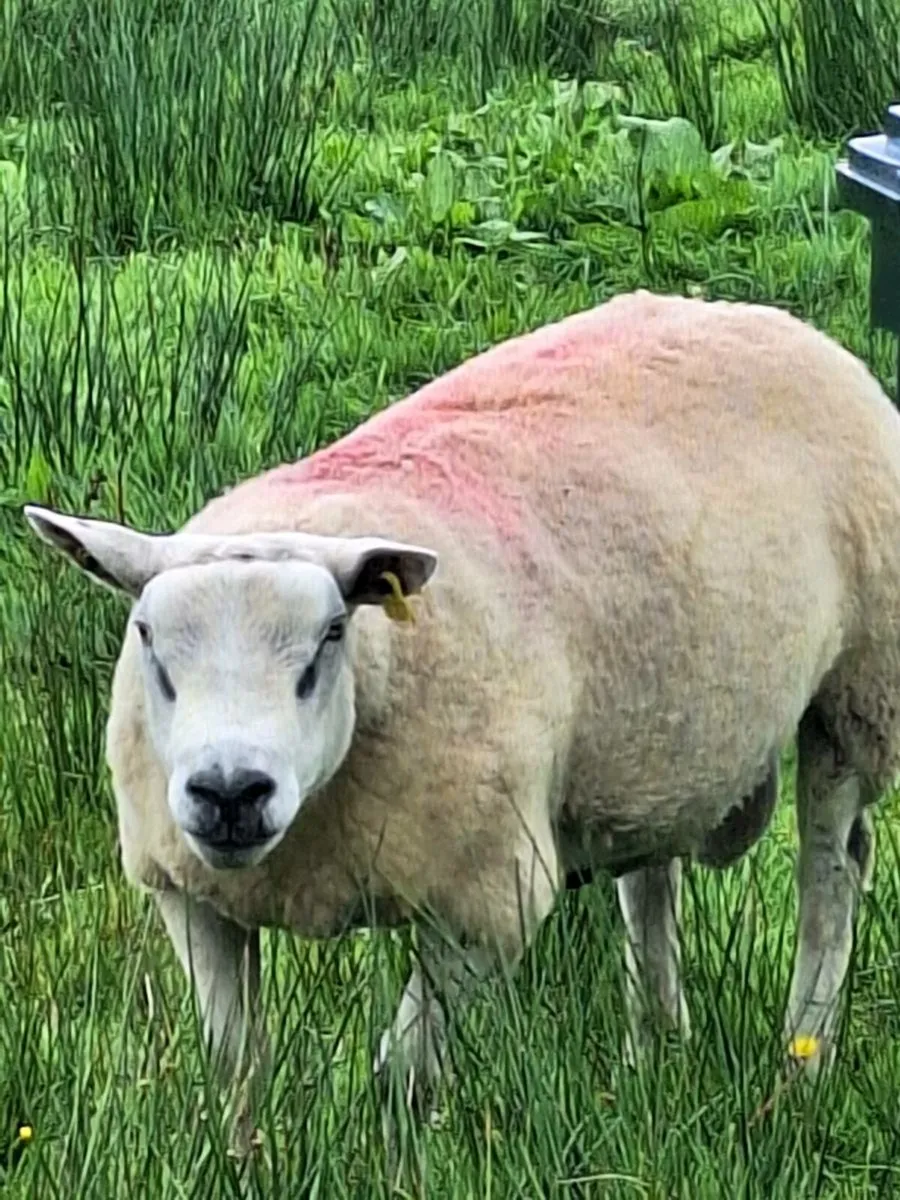 Sheep - Image 3