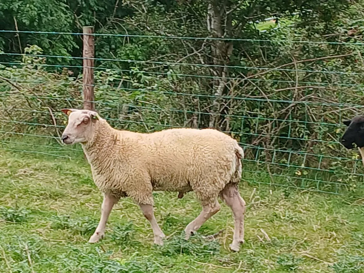 Charollais ram lamb suffolk ewe lamb pb - Image 1