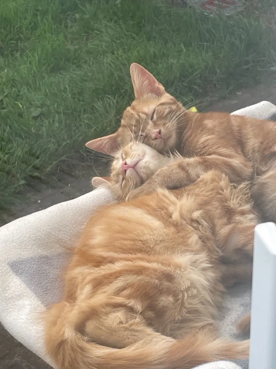 Kittens - Image 2