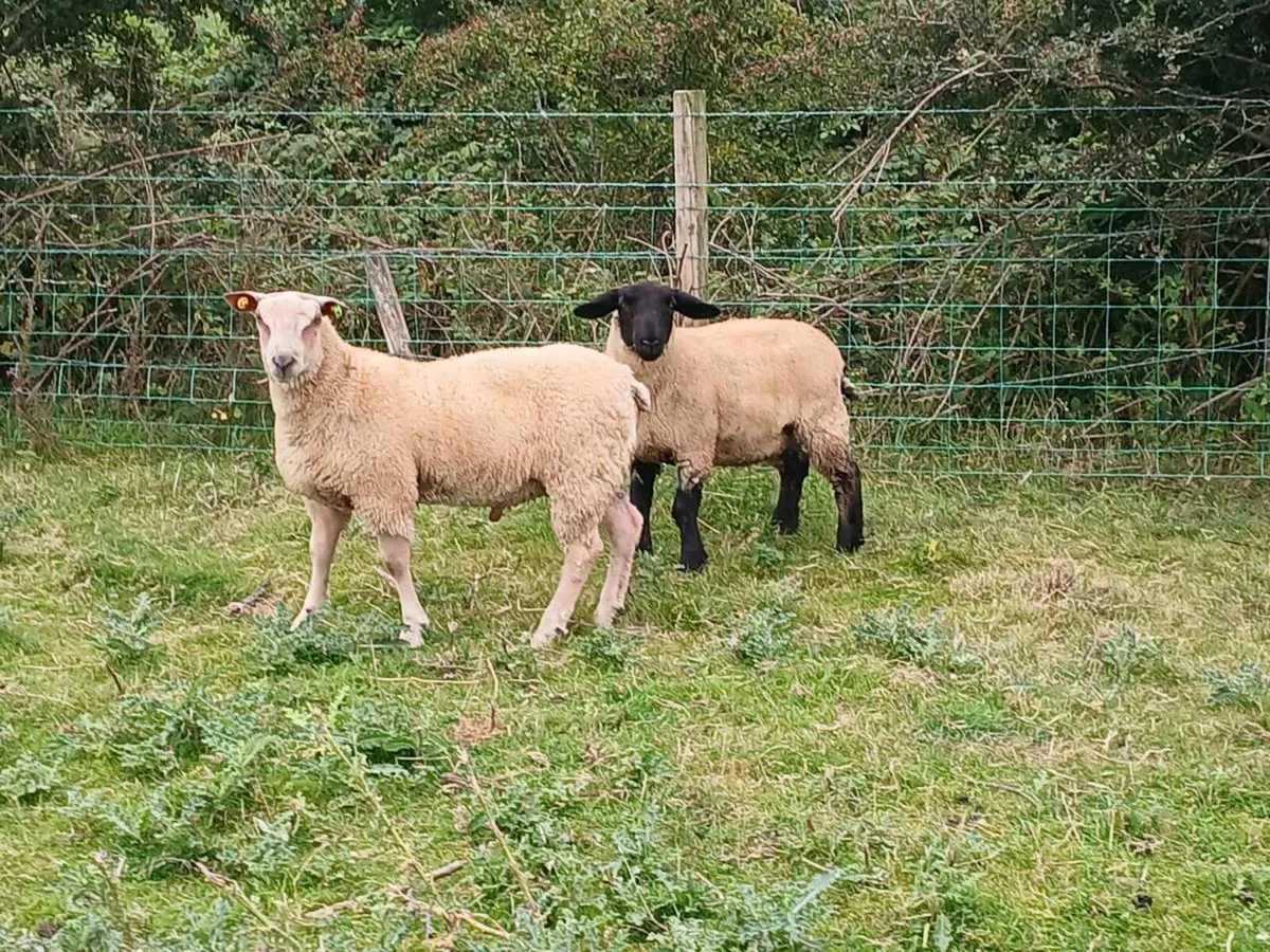 Charollais ram lamb suffolk ewe lamb pb - Image 2