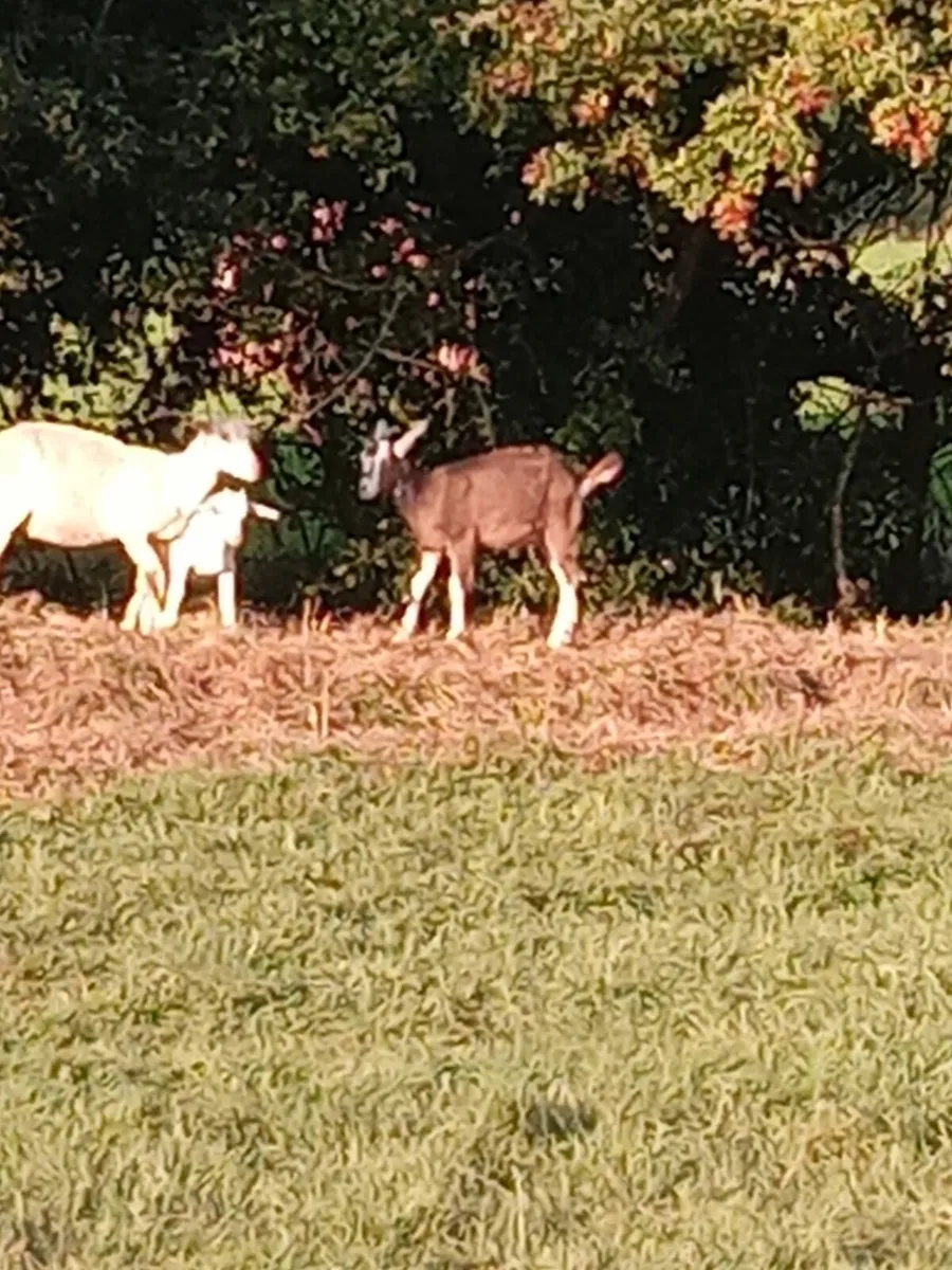 Goats - Image 1