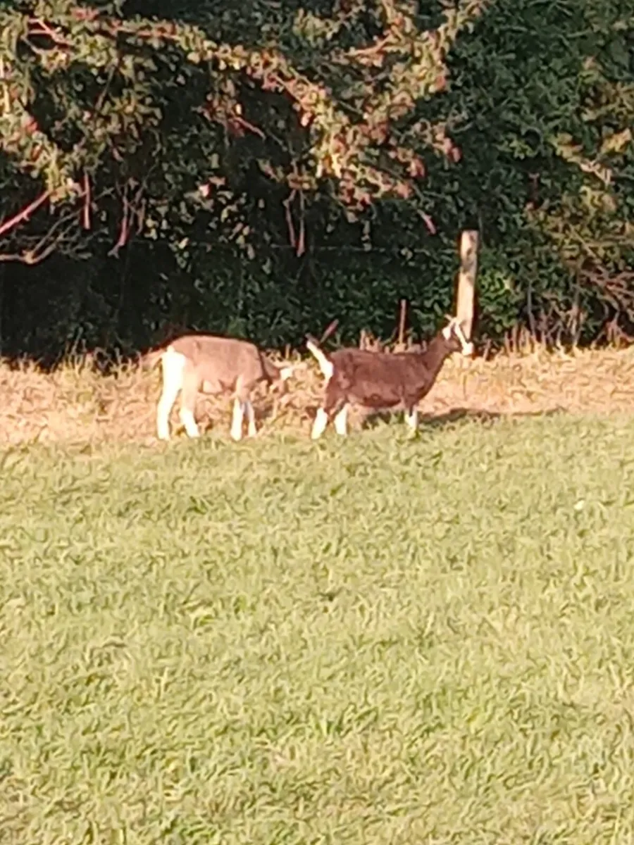 Goats - Image 2