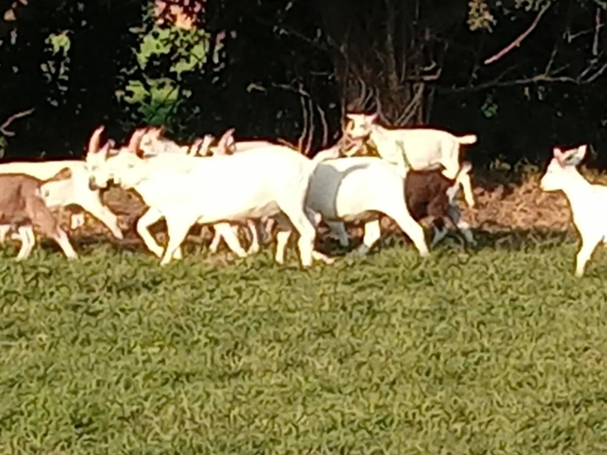 Goats - Image 3