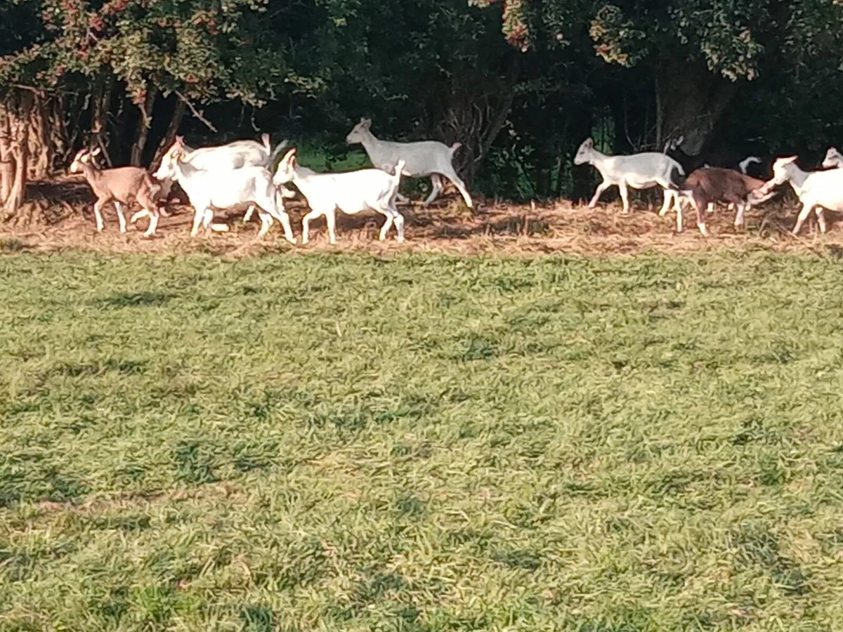 Goats - Image 4