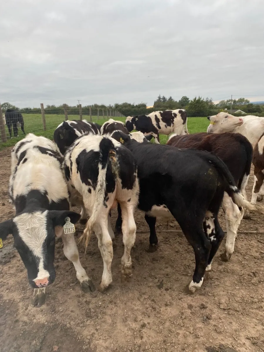Blue bull weanlings - Image 1