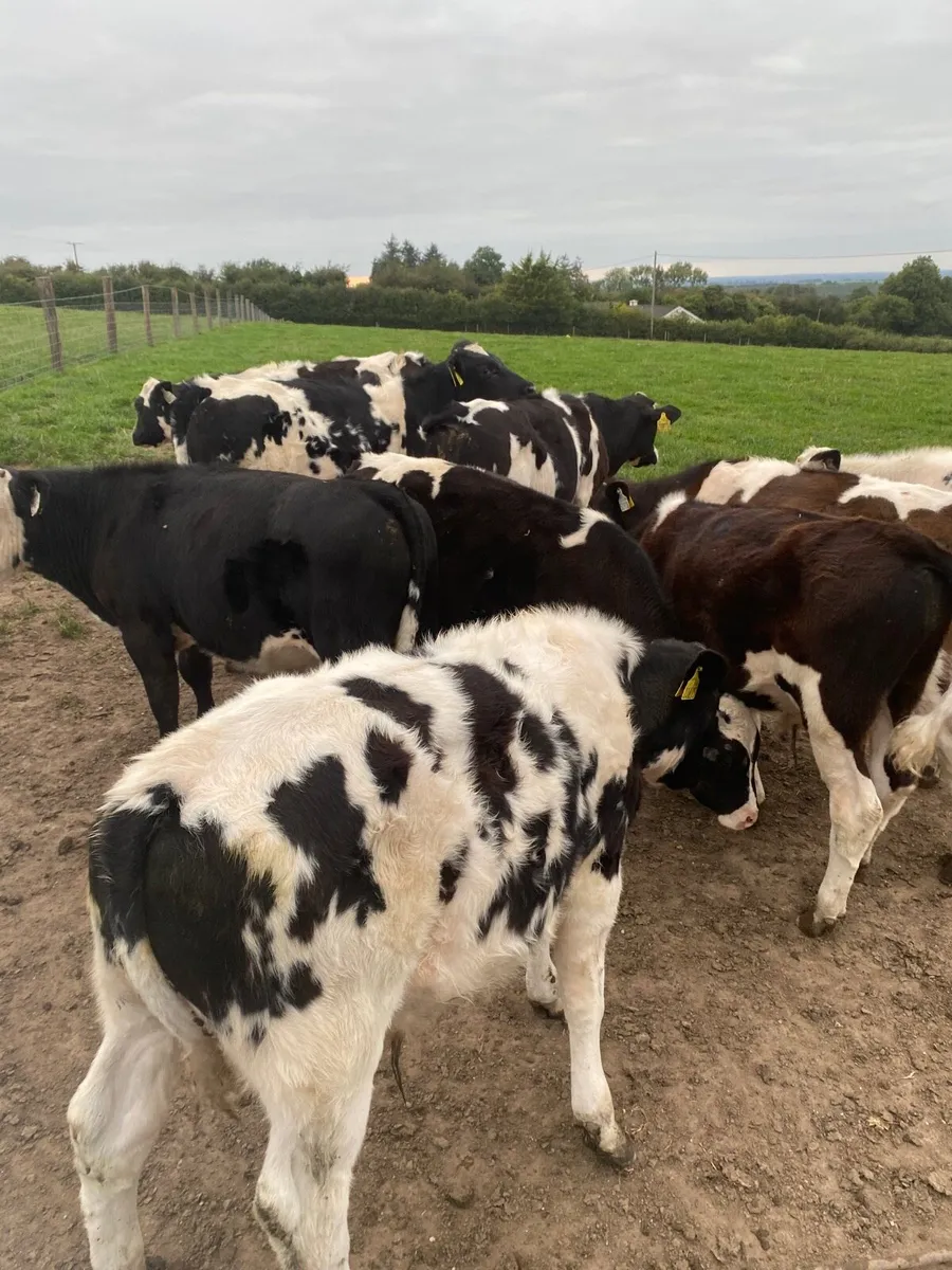 Blue bull weanlings - Image 2