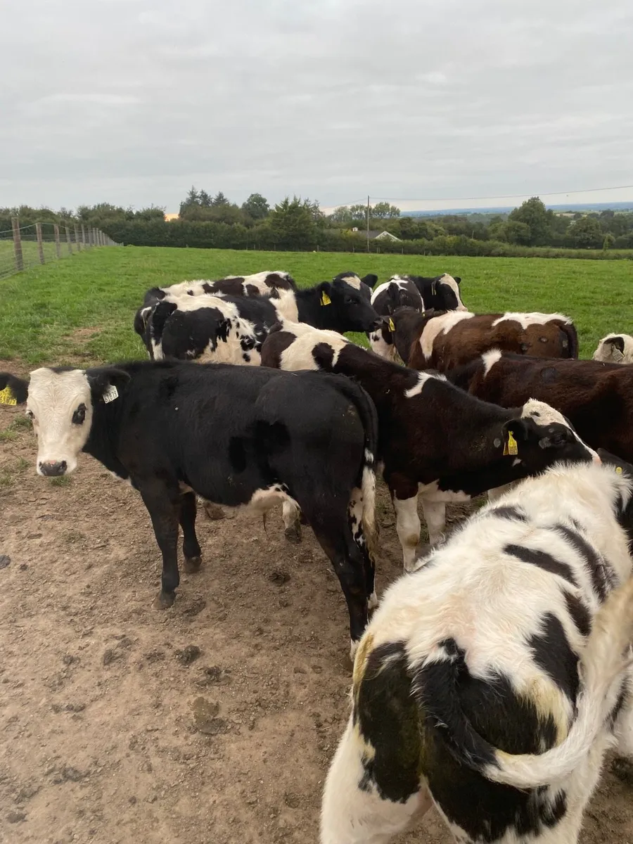 Blue bull weanlings - Image 3