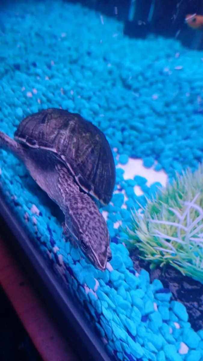 Turtle - Image 3