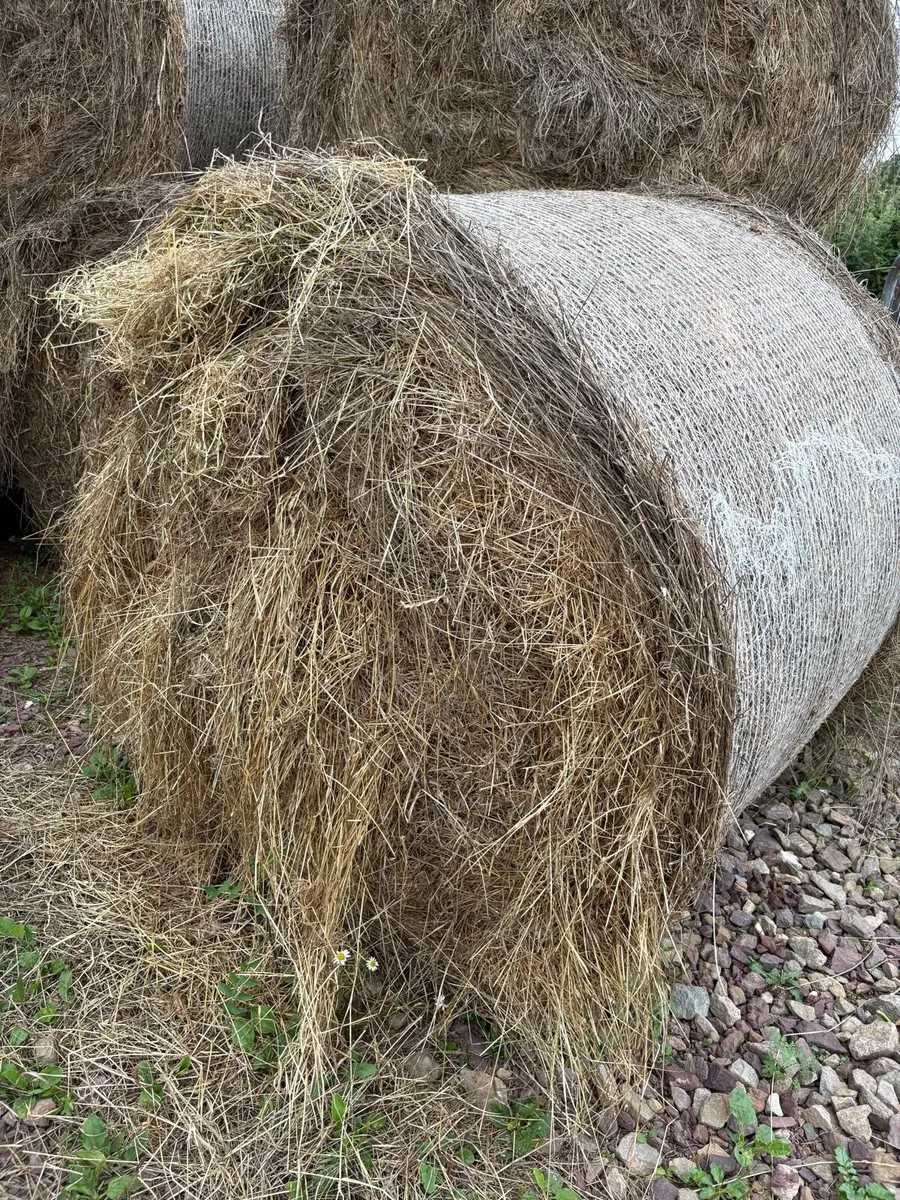 Round Bales of Hay