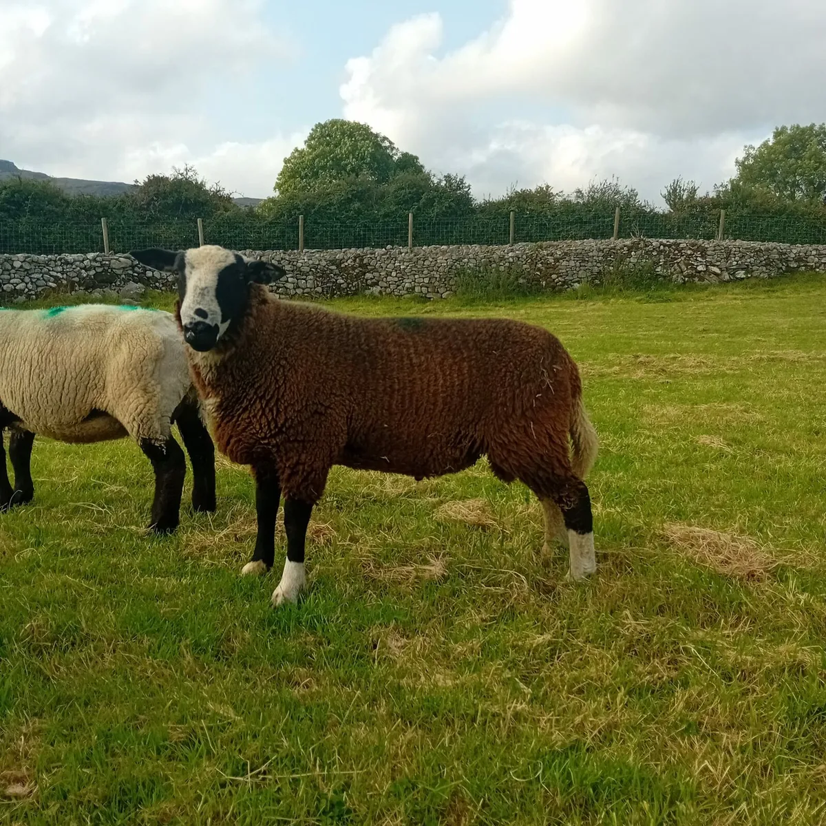 Zwartble ram lambs - Image 1