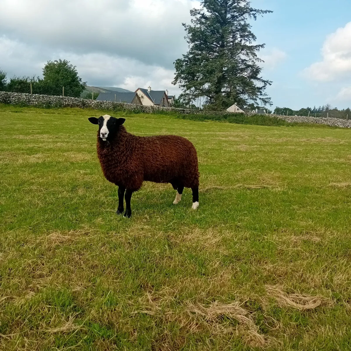 Zwartble ram lambs - Image 2