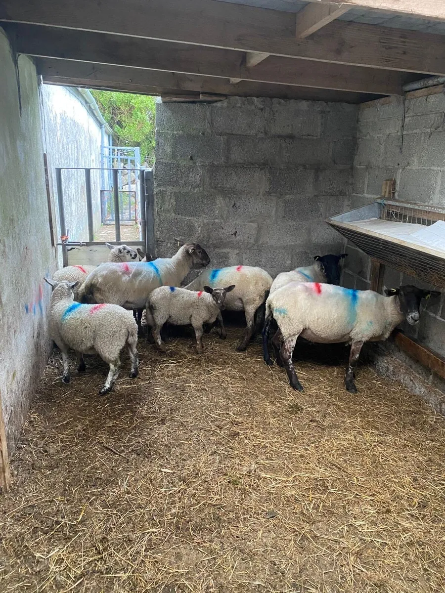 1st crop ewes & lambs for sale - Image 2