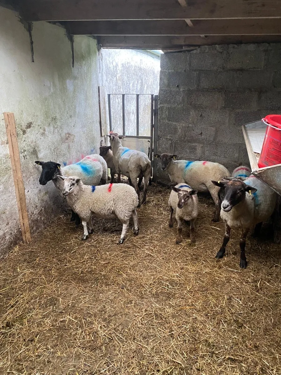 1st crop ewes & lambs for sale - Image 3