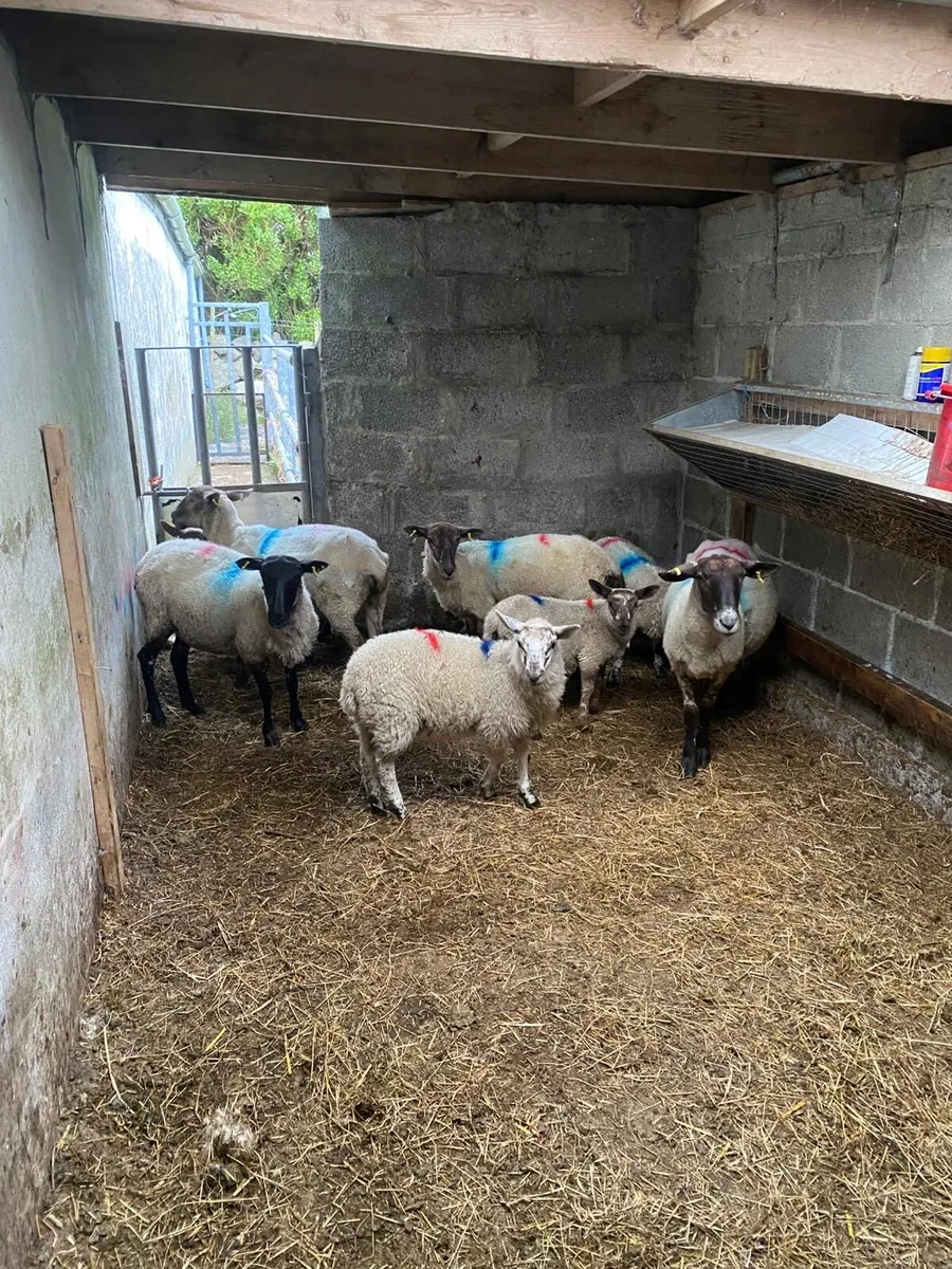 1st crop ewes & lambs for sale - Image 4