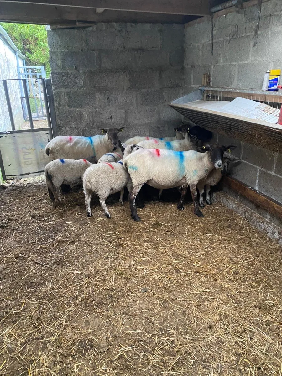 1st crop ewes & lambs for sale - Image 1
