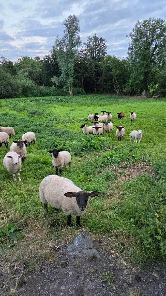 Suffolk Ewe Lambs Replacements - Image 1