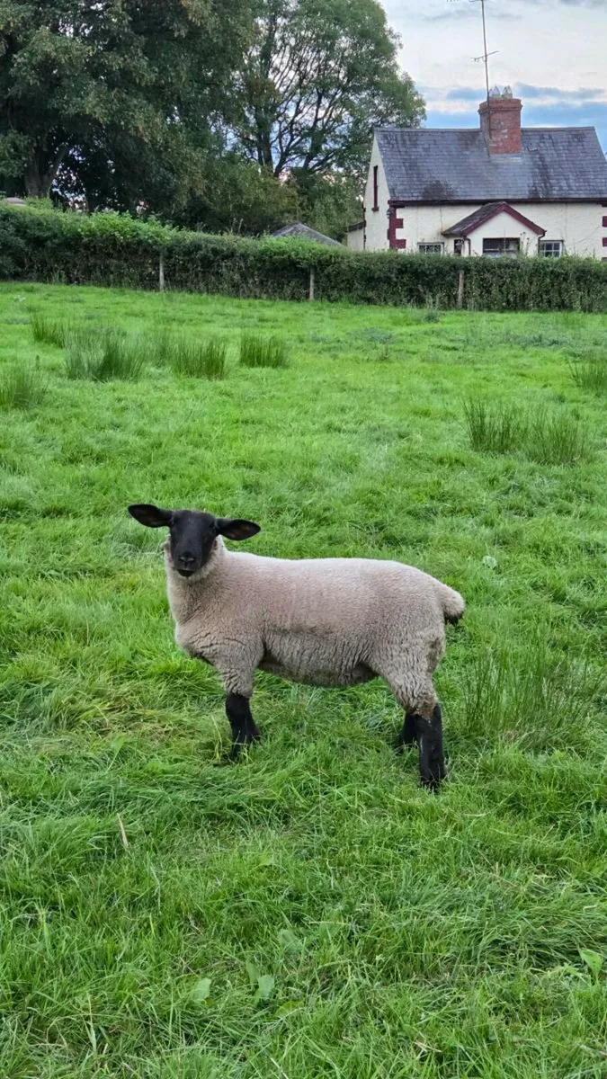 Suffolk Ewe Lambs Replacements - Image 2