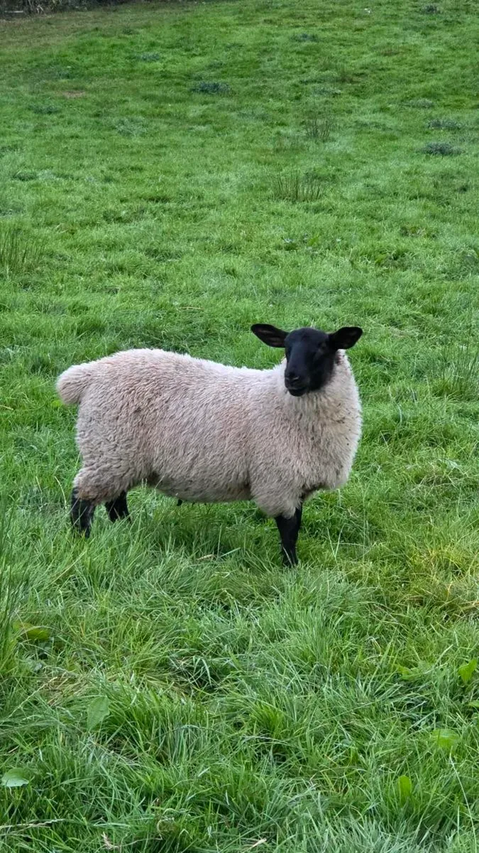 Suffolk Ewe Lambs Replacements - Image 3