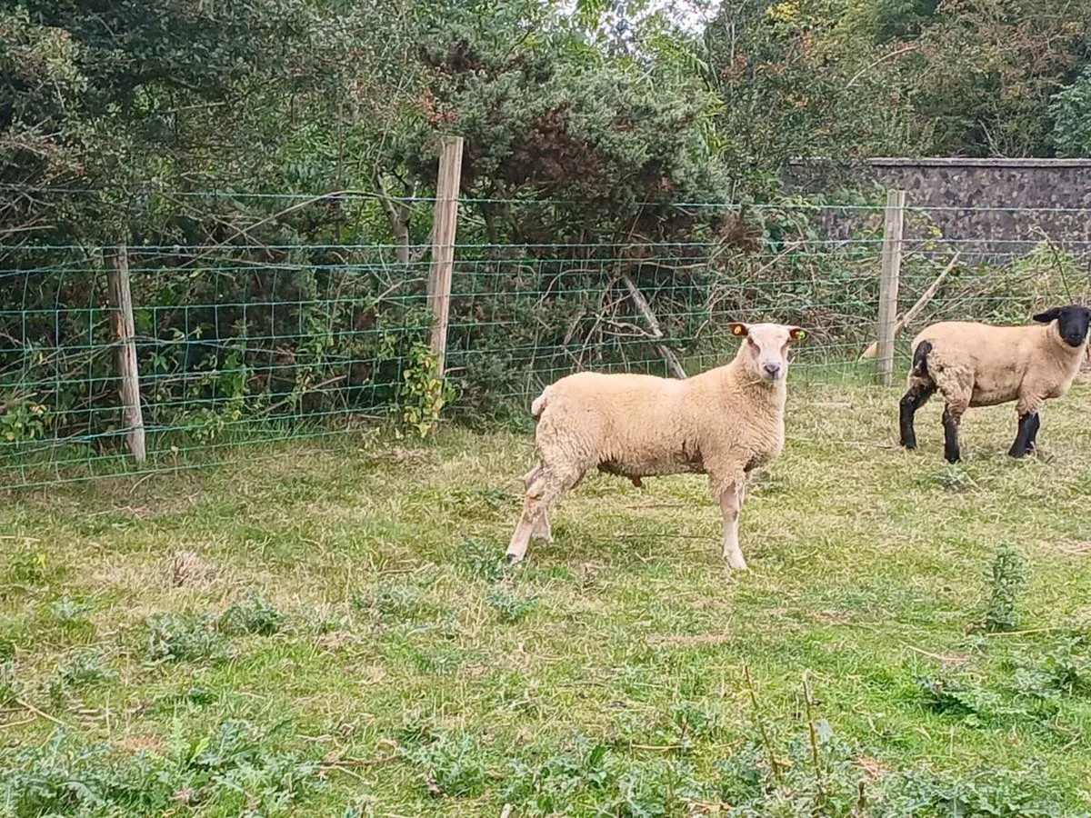 Charollais ram lamb suffolk ewe lamb pb - Image 4