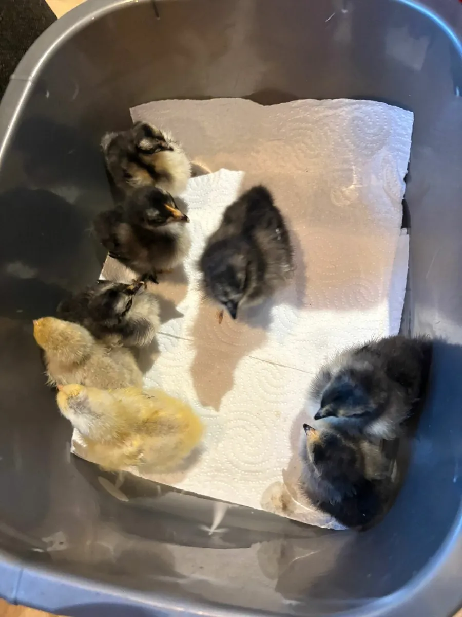 Saxony Pair & Pekin chicks - Image 1