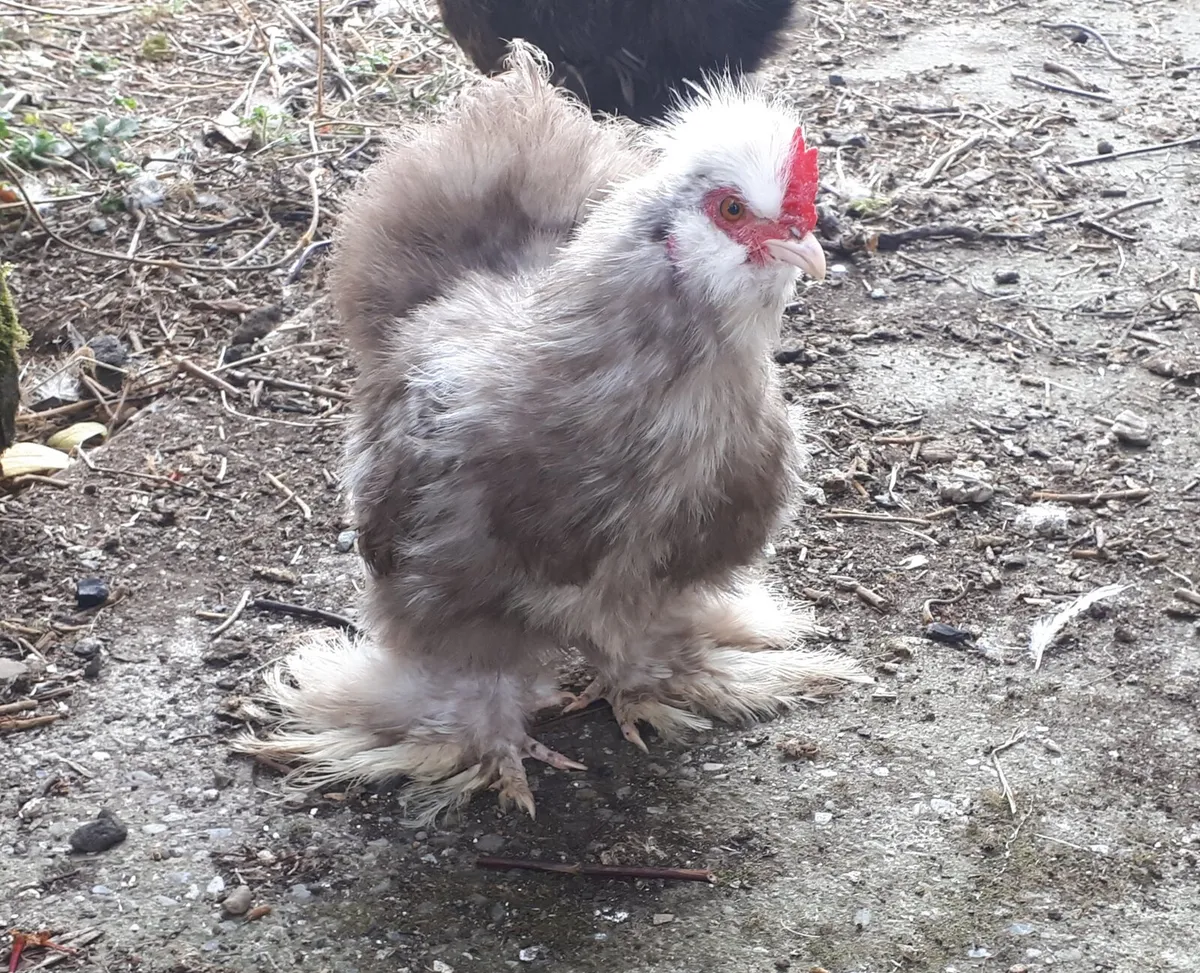 Polish and Silkie - Image 1