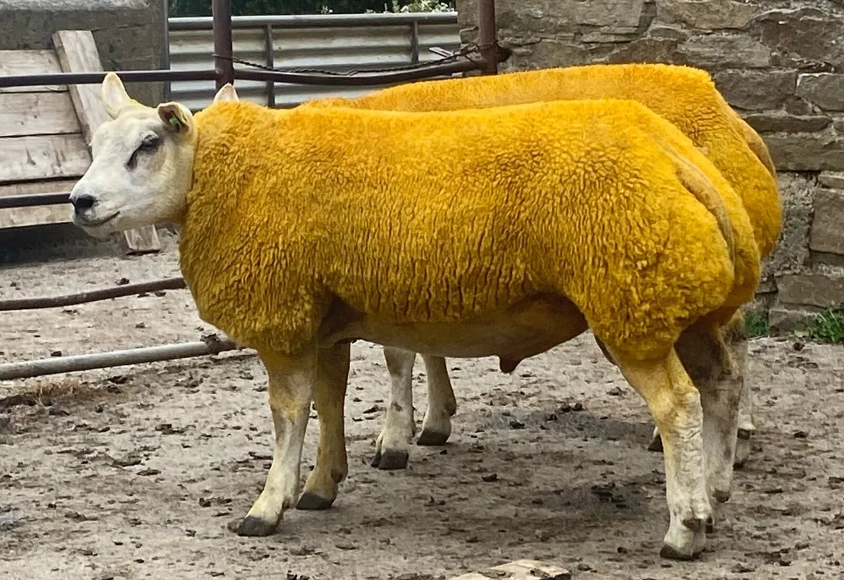 SIS Beltex Rams Sheep Ireland Sale - Image 1