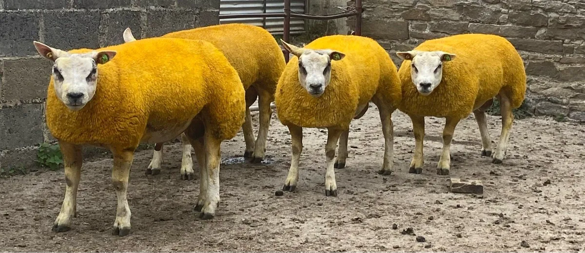 SIS Beltex Rams Sheep Ireland Sale - Image 2
