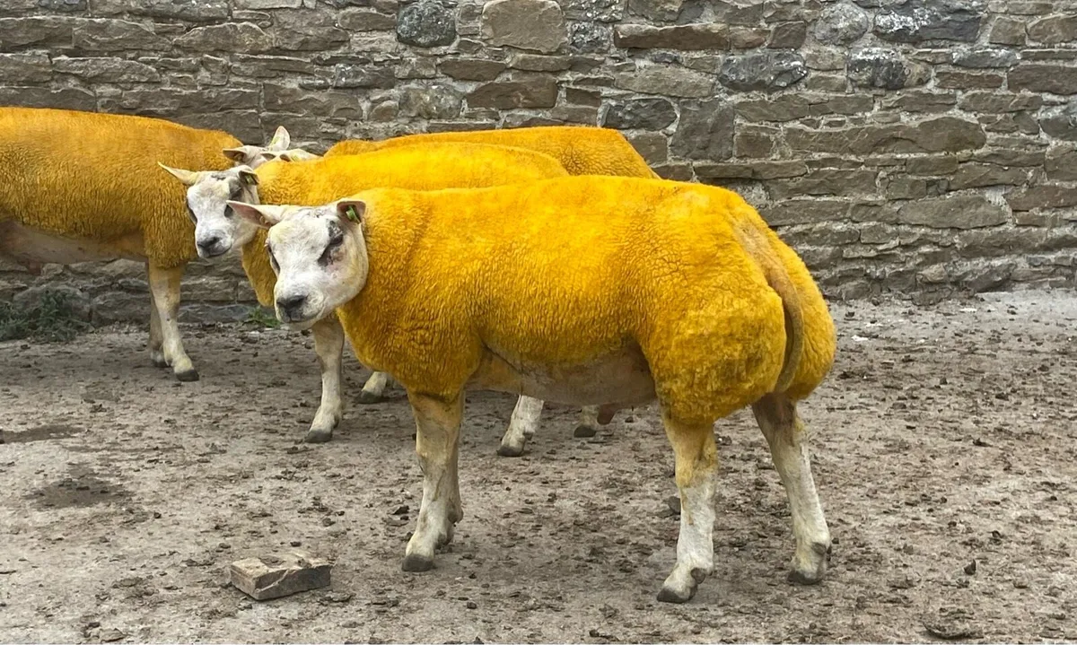 SIS Beltex Rams Sheep Ireland Sale - Image 3